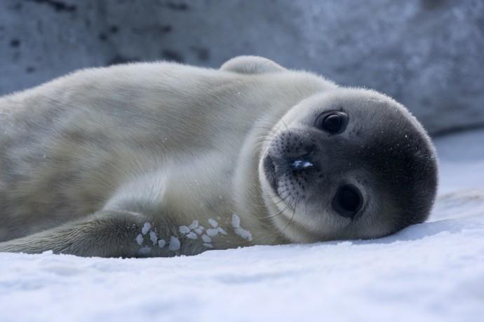 В Казахстане на побережье Каспия обнаружили более 250 мертвых тюленей