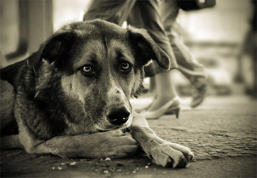 В Туле более 10 млн рублей направят на отлов собак