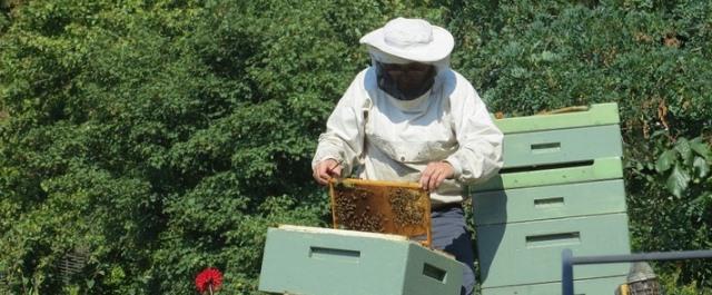 На Алтай прибыли пчеловоды из французского Марселя