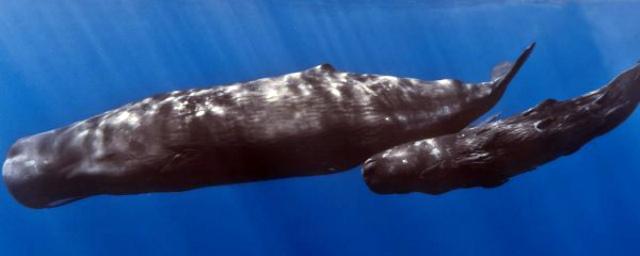 В Атлантическом океане обнаружили семь детенышей редкого вида китов