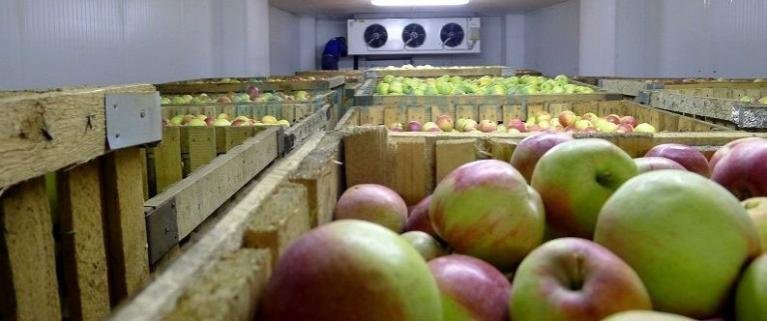 На Кубани в 2017 году построят фруктохранилище на 2 тысячи тонн