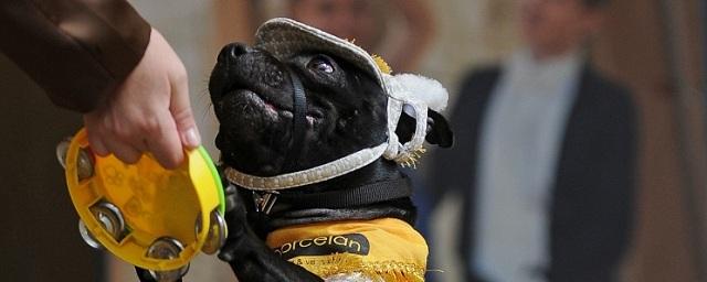 В Москве в июне состоится чемпионат мира по танцам с собаками