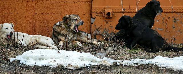 В Якутии стая бездомных собак напала на девочку