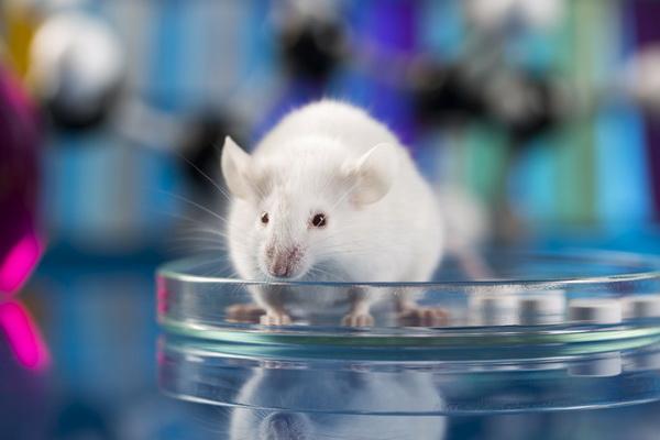 Ученые протестировали на мышах эликсир молодости