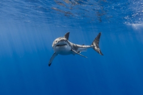 Океанолог Мухаметов: Плавник акулы на поверхности воды сигнализирует о немедленном движении к берегу