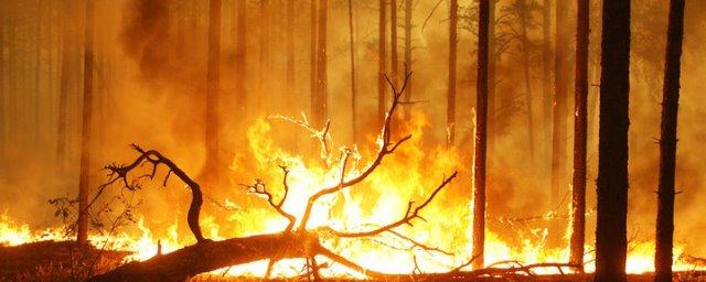 В Волгоградской области из-за природных пожаров введен режим ЧС