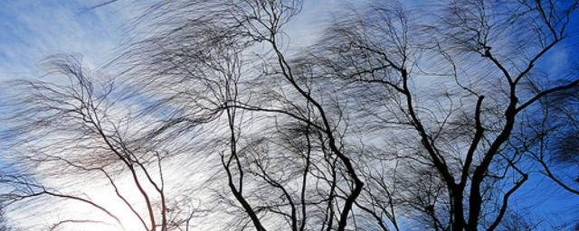 В Москве сильный ветер повалил семь деревьев