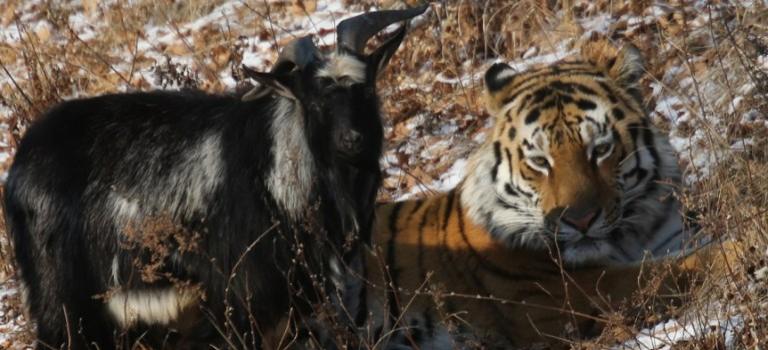 В Приморье ради козла Тимура и тигра Амура едут туристы со всего мира