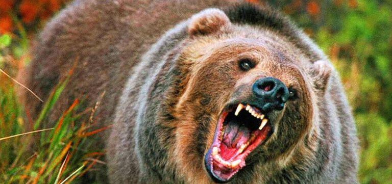 В Сочи медведь напал на 77-летнюю женщину