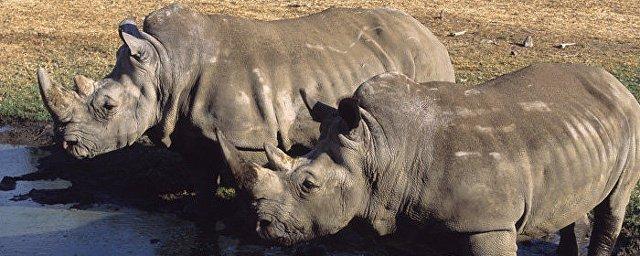 В кенийском заповеднике умер последний самец северного белого носорога