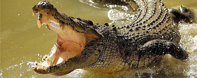 В Орландо двухметровый крокодил утащил под воду малолетнего ребенка
