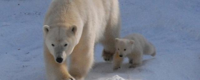 В Ленинградском зоопарке поселится белый медвежонок