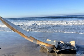 Море выбросило на берег Калифорнии череп гигантского существа