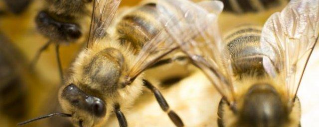 Ученые: Пчелам знакомо понятие нуля