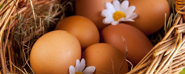 Ученые выяснили, что яйцо появилось позже курицы