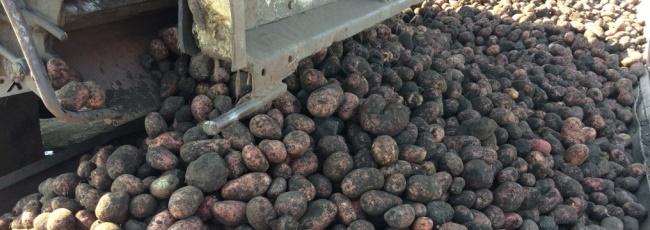 Ульяновские аграрии убрали 45% отведенных под картофель площадей