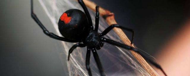 В Астрахани мужчину покусал смертельно опасный паук