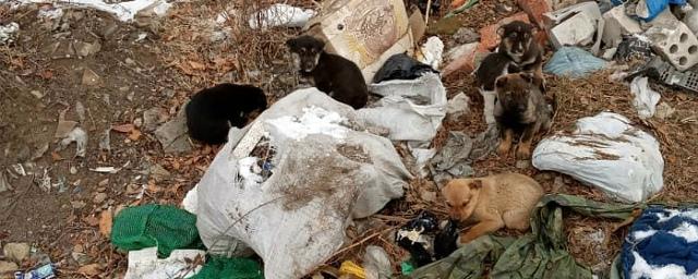 В Биробиджане неизвестные выбросили на помойку ящик с десятью щенками