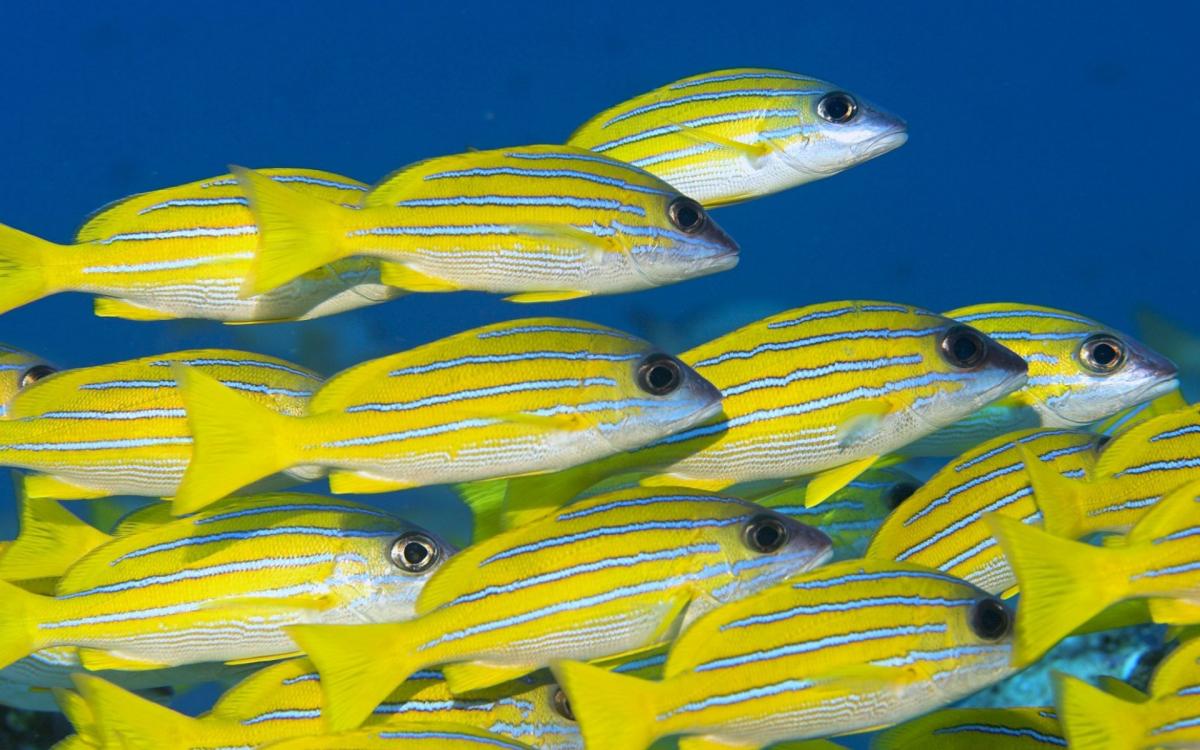 Ученые: Из-за разности температур воды появляются новые виды рыб