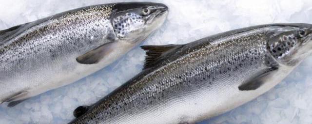 В Нижнем Новгороде снизилась стоимость замороженной рыбы