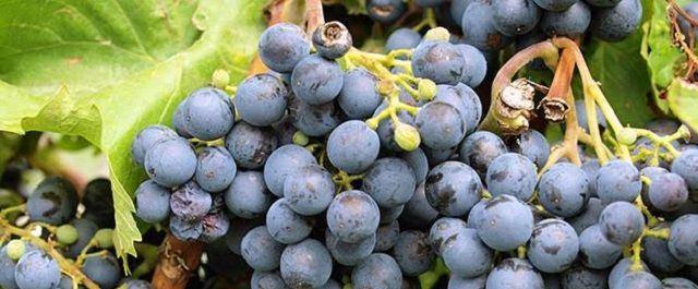 В Ставропольском крае аграрии собрали 2,5 тысячи тонн винограда