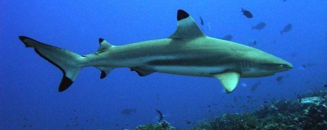 У берегов Пхукета акула укусила за пятку японского туриста
