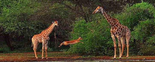 Биологи рассказали, зачем жирафам нужны длинные шеи