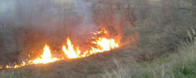 Неподалеку от Саратова загорелась лесопосадка