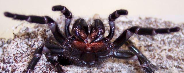 Ученые: Смертельно опасный яд паука поможет в борьбе с инсультом