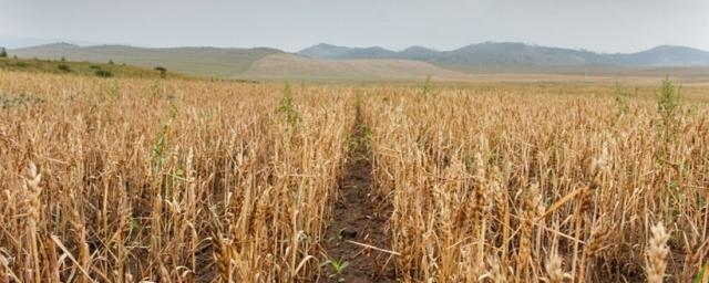 Правительство России одобрило компенсации бурятским аграриям