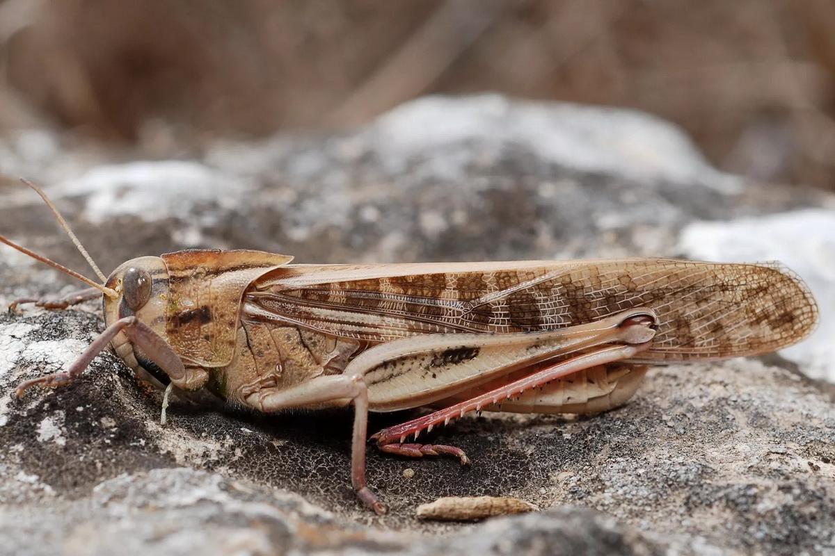 И в кошмарах не снилось: нашествие саранчи в Запорожье. Как разрушение Каховской ГЭС привело к аграрной катастрофе