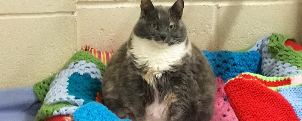 Самую толстую кошку Британии Митци вернули в приют в четвертый раз