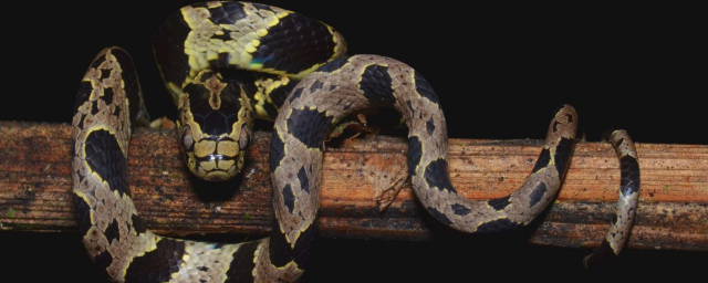 В Эквадоре и Перу ученые обнаружили пять новых видов змей