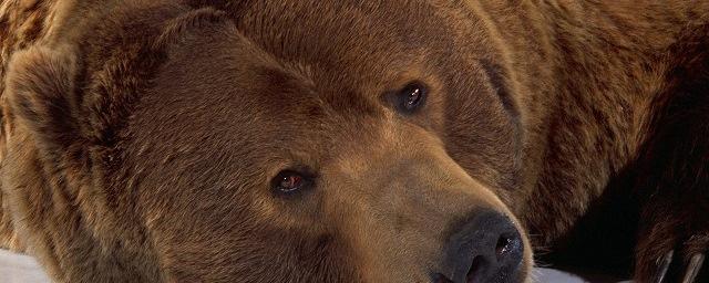 В Якутии возбуждено дело по факту жестокого убийства медведя