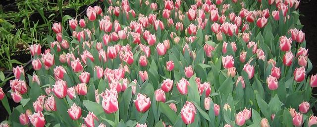 В Москве на ВДНХ будут цвести около 800 тысяч тюльпанов