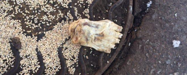 Обнаруженный в Нижнекамске фрагмент ступни принадлежал медведю