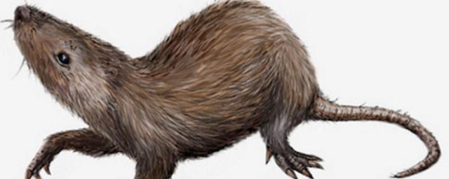 Ученые из РФ открыли новый вид вымерших млекопитающих
