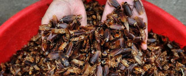 В Китае производство тараканов достигло промышленных масштабов