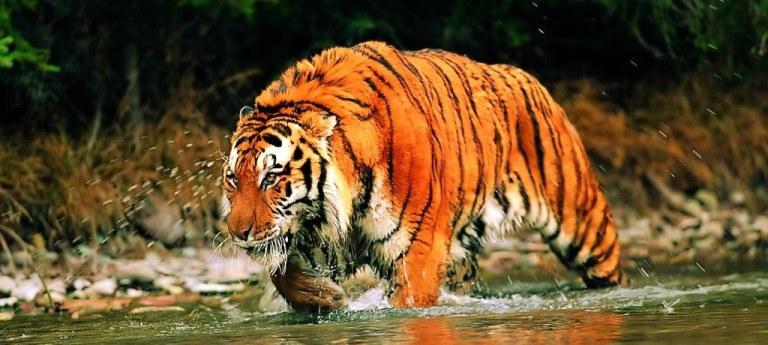 Ученые из РФ предложили «воскресить» каспийских тигров в Казахстане