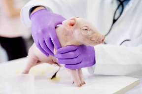 Домашние свинки стали первыми «пациентами» новой разработки учёных