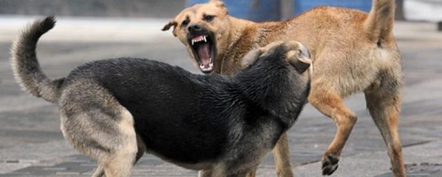 В Дагестане за год более 4800 человек пострадали от укусов животных