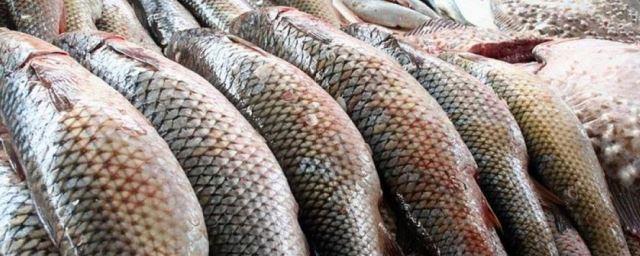 Минсельхоз РФ: С начала года вылов рыбы вырос на 3,7%