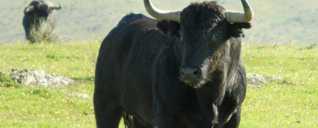 В Кстовском районе бык тяжело травмировал работницу предприятия