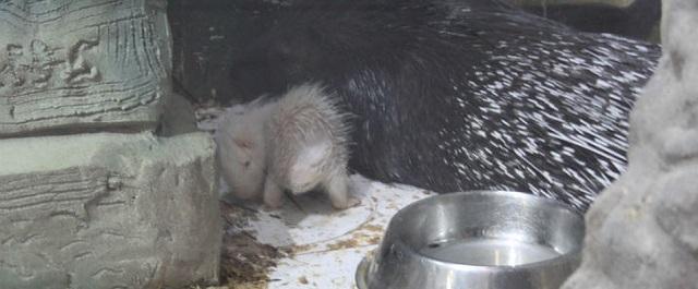 Ярославский зоопарк пополнился редким дикобразом-альбиносом