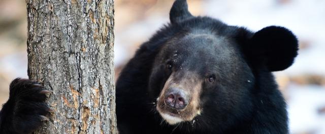 В Хабаровском крае гималайские медведи из-за голода не впали в спячку