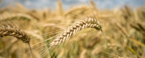Для вывоза сельхозпродукции из Херсонской области требуется получить пропуск