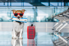 «Aeroflot» introduced a paid service for transportation of pets up to 15 kg