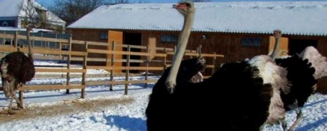 Челябинские страусы предсказали погоду на лето 2017 года