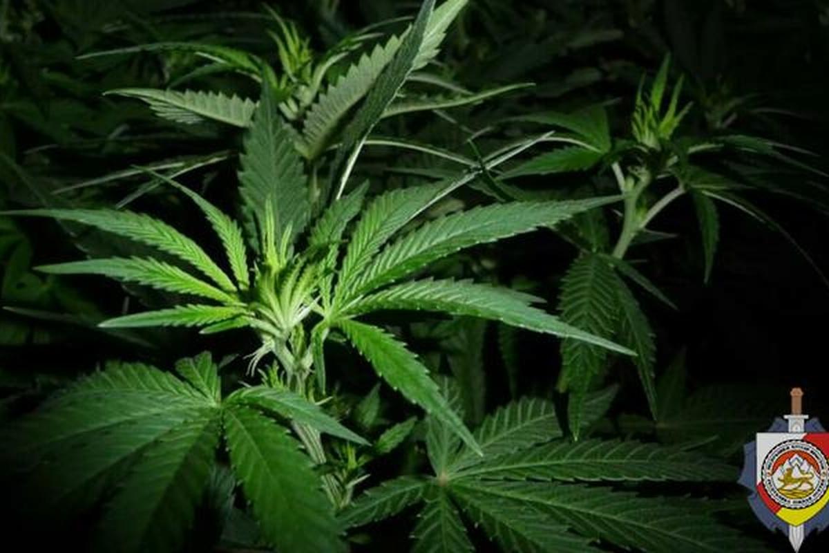 Житель Мордовии хотел скурить 37 грамм марихуаны и попал под суд