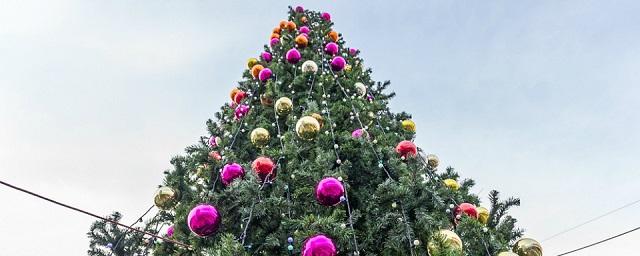 Около филармонии Кирова установили новогоднюю елку
